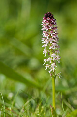 Fototapeta premium Burnt-tip orchid (Neotinea ustulata), Italian alps