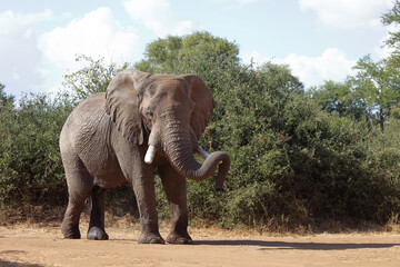 Obraz premium Afrikanischer Elefant / African elephant / Loxodonta africana