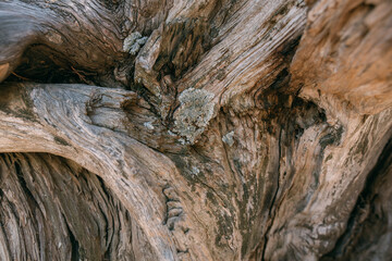 The texture of the bark of a large old tree on a sunny day. Close-up. Macro