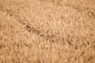 Golden wheat field, Tuscany, Italy