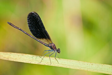 Copper demoiselle (Calopteryx haemorrhoidalis), Italy.