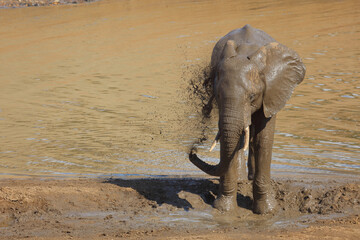 Afrikanischer Elefant am Mphongolo River/ African elephant at Mphongolo River / Loxodonta africana