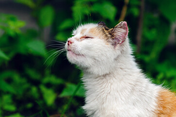 Abandoned stray cat with sore eyes and ears