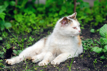 Naklejka na ściany i meble Abandoned stray cat with sore eyes and ears