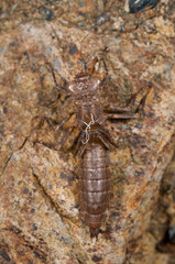 Exuviae of dragonfly (Odonata).