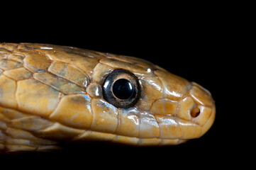 Aesculapian snake (Zamenis longissimus) portrait, Liguria, Italy.