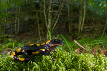 Fire salamander (Salamandra salamandra), Apennine mountains, Italy.