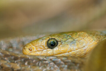 Aesculapian snake (Zamenis longissimus) portrait, Liguria, Italy.