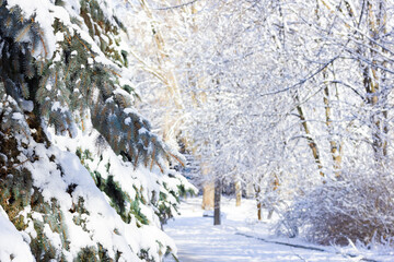 Trees with snow in winter park. Winter forest with snow on trees and floor. Snow on tree branches in the morning