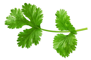 Coriander leaf isolated on white background, clipping path, full depth of field