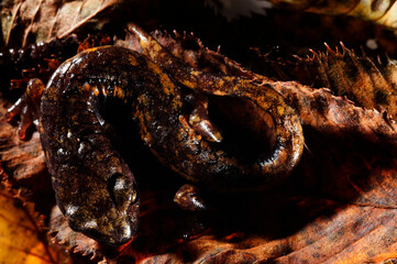 North-West Italian Cave SAlamander (Hydromantes strinatii) portrait, italian apennines.