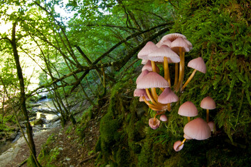 Fototapete bei efototapeten.de bestellen   