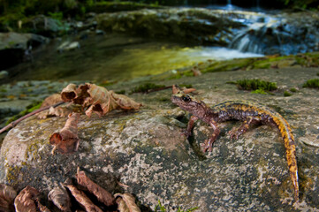 Cave salamander (Hydromantes strinatii) near a torrent, Apennine mountains, Italy.