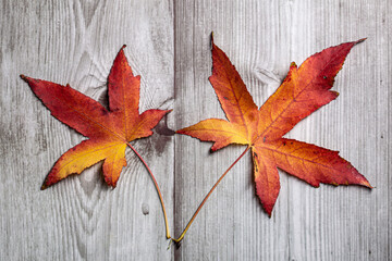 Naklejka na ściany i meble Red and yellow autumn leaves plant on a striped wooden background