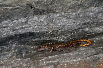 North-west italian cave salamander (Hydromantes strinatii) in a cave in the apennines, Italy.