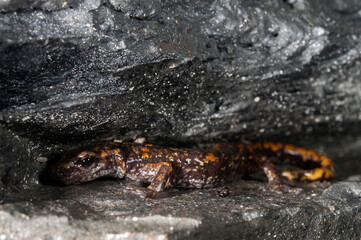 North-west italian cave salamander (Hydromantes strinatii) in a cave in the apennines, Italy.