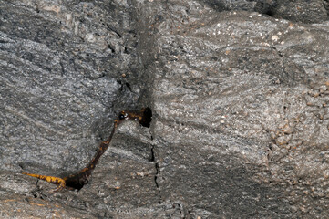 North-west italian cave salamander (Hydromantes strinatii) in a cave in the apennines, Italy.