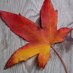 Naklejka na ściany i meble Orange and red fall leaf close up still textured on a wooden board