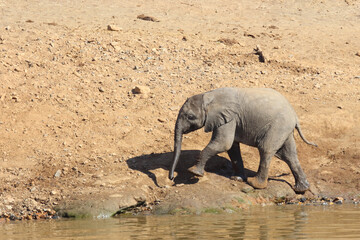 Fototapeta premium Afrikanischer Elefant am Mphongolo River/ African elephant at Mphongolo River / Loxodonta africana.