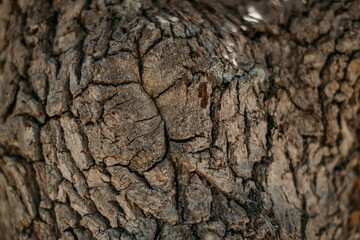 The texture of the bark of a large old tree on a sunny day. Close-up. Macro