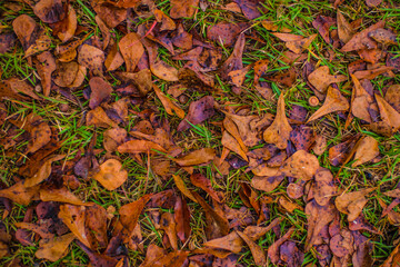 Fall foliage in green grass in the south
