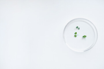 Top view background of glass petri dish with plant samples on while table in biotechnology lab, copy space