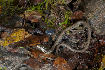 Grass snake (Natrix helvetica) juvenile near a cave in Appennine, Italy. 
