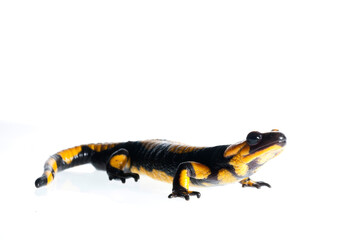 Fire salamander (Salamandra salamandra) on white background.
