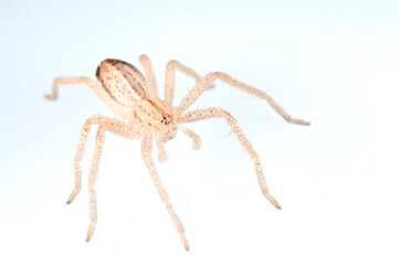 Green huntsman spider (Micrommata virescens) on white background.
