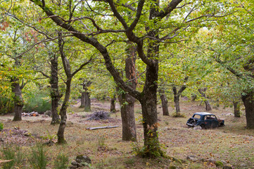 Fototapete bei efototapeten.de bestellen   