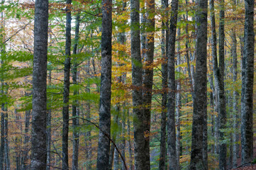 Obraz premium Beech forest (Fagus sylvatica) in Autumn at Monte Amiata, Tuscany, Italy.
