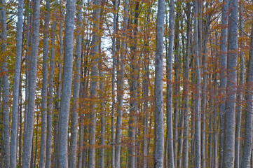 Fototapeta premium Beech forest (Fagus sylvatica) in Autumn at Monte Amiata, Tuscany, Italy.