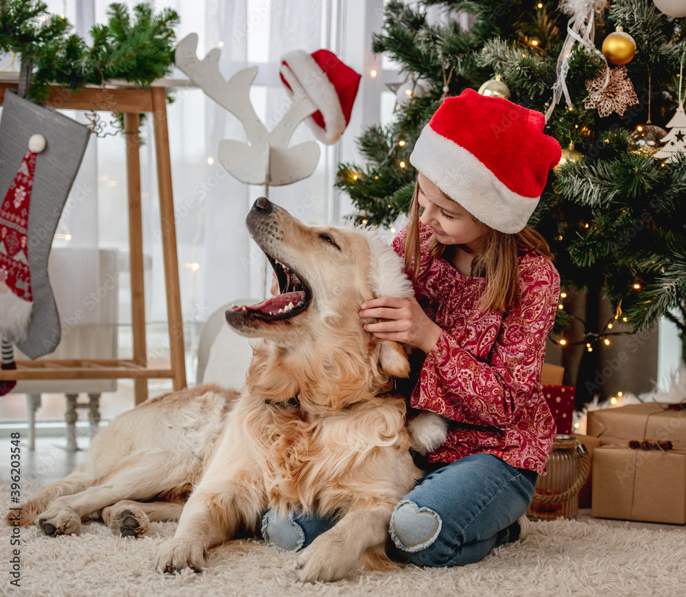 Poster dog yawning under christmas tree at home