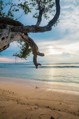 Tree on the beach of Gili