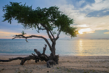 Tree on the beach at sunset