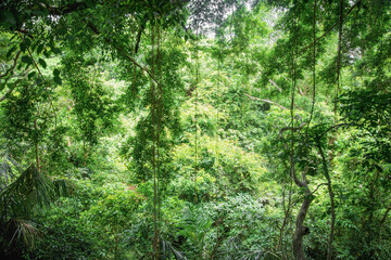 View deep in the jungle © Sergey Sukhorukov
