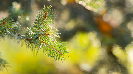 Fototapeta na wymiar Christmas tree on blurred background. Close up of fir branches with bokeh. Spruce needles out of soft focus. New year concept for a holiday card. Copy space