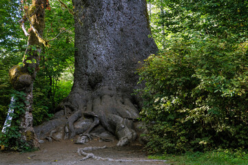 The big trunk and roots of an old sequoia in the forest.