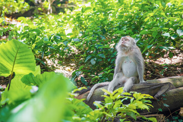 Portrait of adult monkey sitting in the forest