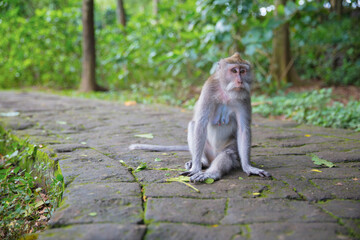 Naklejka na ściany i meble Calm monkey sitting on the sidewalk