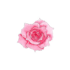 Hand painted watercolor pink rose illustration.