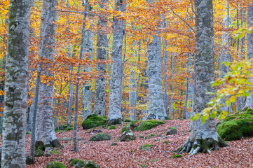 Beech forest (Fagus sylvatica) in Autumn at Monte Amiata, Tuscany, Italy.