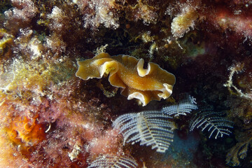 Orange flatworm (Yungia aurantiaca) in Mediterranean Sea