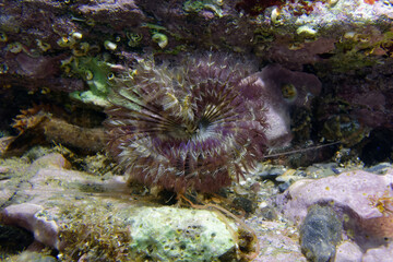 Fan worm (Megalomma vesiculosum) in Mediterranean Sea