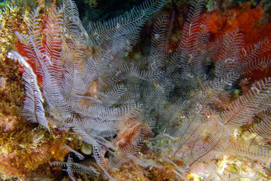 Sea-fern (Aglaophenia pluma) in Mediterranean Sea