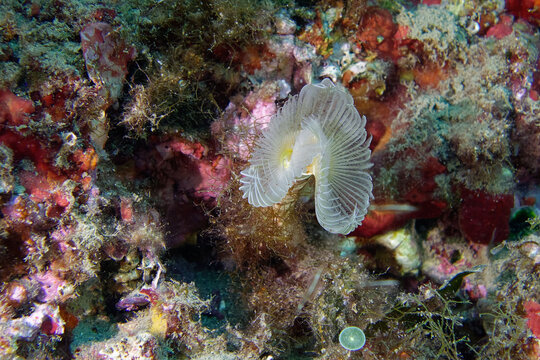 Smooth calcareous tube-worm (Protula tubularia) in Mediterranean Sea