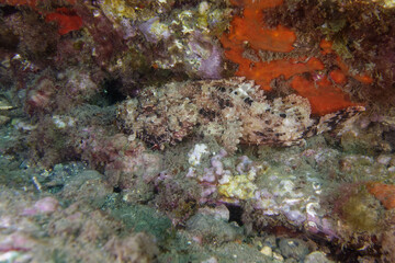 Naklejka na ściany i meble Black Scorpion-fish (Scorpaena porcus) in Mediterranean Sea