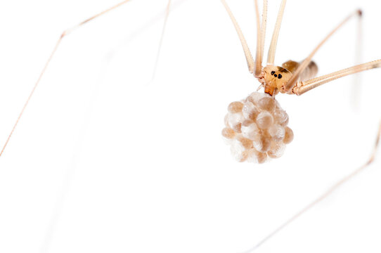 Daddy long-legs spider (Pholcus phalangioides) female with eggs on white background, Italy.