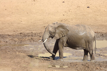 Afrikanischer Elefant im Mphongolo River/ African elephant in Mphongolo River / Loxodonta africana