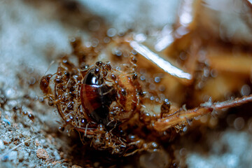 Ant